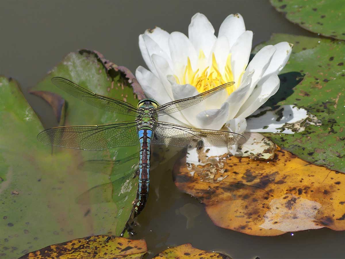 Anax_imperator